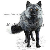 Silver fox - Vulpes vulpes - Carnivores - canidae