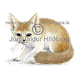 Fennec fox - Vulpes zerda - Carnivores - canidae