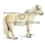 Hestur - Equus caballus - grasbitar - hofdyr