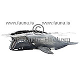North Atlantic Right Whale - Eubalaena glacialis - Whales - Cetacea