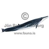 Fin whale - Balanoptera physalus - Whales - Cetacea