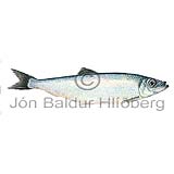 Atlantic Herring - Clupea harengus - herringsandlike - Clupeiformes