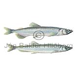 Capelin - Mallotus villosus - otherfish - Osmeriformes