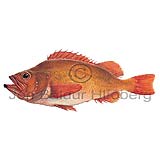 Redfish  Ocean perch - Sebastes marinus - rockfishscorpionfishes - Scorpaeniformes