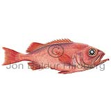 Deepwater redfish - Sebastes mentella - rockfishscorpionfishes - Scorpaeniformes
