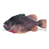 Lumpsucker - Cyclopterus lumpus - rockfishscorpionfishes - Scorpaeniformes
