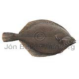 Dab - Limanda limanda - Flatfishes - Pleuronectiformes