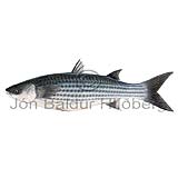 Thick-lipped grey mullet - Chelon labrosus - Perch-likes - Perciformes