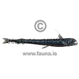 Sloanes Viperfish - Chauliodus sloani - lightfishesanddragonfishes - Stomiiformes