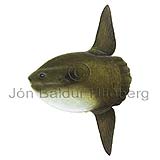 Ocean Sunfish - Mola mola - otherfish - Tetraodontiformes