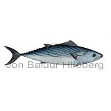 Atlantic Bonito - Sarda sarda - Perch-likes - Perciformes