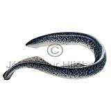 Sea Lamprey - Petromyzon marinus - otherfish - Hyperoartia