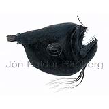 Four Barbel Throat - Linophryne algibarbata - anglerfishes - Lophiiformes