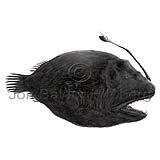 Smooth Dreamer - Chaenophryne longiceps - anglerfishes - Lophiiformes