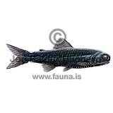 Mirror Lanternfish - Lampadena speculigera - otherfish - Myctophiformes
