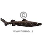 Longnose Velvet Dogfish - Centroscymnus crepidater - Sharks - Squaliformes