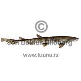 Smallspotted Catshark - Scyliorhinus canicula - Sharks - Carcharhiniformes