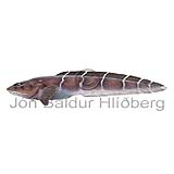 Doubleline Eelpout - Lycodes eudipleurostictus - Perch-likes - Perciformes