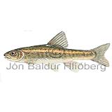 Eurasian minnow - Phoxinus phoxinus - otherfish - Cypriniformes