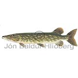 Northern Pike - Esox lucius - otherfish - Esociformes