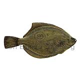 Flounder - Platichthys flesus - Flatfishes - Pleuronectiformes