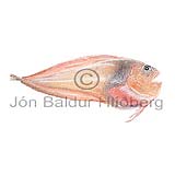 Sea Tadpole - Careproctus reinhardti - rockfishscorpionfishes - Scorpaeniformes