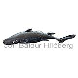Black Dogfish - Centroscyllium fabricii - Sharks - Squaliformes