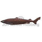 Portugese Dogfish - Centroscymnus coelolepis - Sharks - Squaliformes