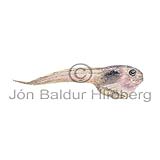 -? - Careproctus micropus - rockfishscorpionfishes - Scorpaeniformes