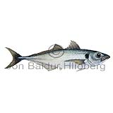 Scad Atlantic horse mackerel - Trachurus trachurus - Perch-likes - Perciformes