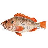 Norway redfish - Sebastes viviparus - rockfishscorpionfishes - Scorpaeniformes