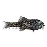 Squarenose Helmetfish - Scopelogadus beanii - otherfish - Stephanoberyciformes