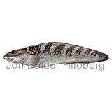 Arctic Eelpout - Lycodes reticulatus - Perch-likes - Perciformes