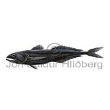 Black Swallower - Chiasmodon  niger - Perch-likes - Perciformes