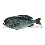 Barrelfish - Hyperoglyphe perciformis - Perch-likes - Perciformes