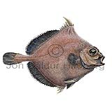 False Boarfish - Neocyttus helgae - otherfish - Zeiformes