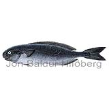 Blackfish - Centrolophus niger - Perch-likes - Perciformes