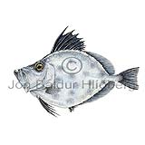 Silvery John dory - Zenopsis conchifera - otherfish - Zeiformes