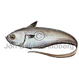 Silfurhali - Malacocephalus laevis - thorskfiskar - orskfiskar