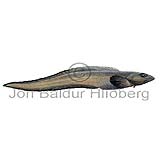 Pale Eelpout - Lycodes pallidus - Perch-likes - Perciformes