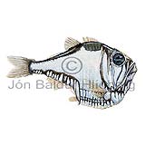 Hatchetfish - Argyropelecus olfersi - lightfishesanddragonfishes - Stomiiformes