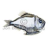 Giant Hatchetfish - Argyropelecus gigas - lightfishesanddragonfishes - Stomiiformes