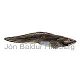 Longear Eelpout - Lycodes seminudus nigricans - Perch-likes - Perciformes