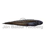 Black Seasnail - Paraliparis bathybius - rockfishscorpionfishes - Scorpaeniformes
