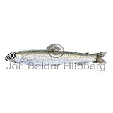 Longsnout Blacksmelt - Dolicholagus longirostris - otherfish - Osmeriformes