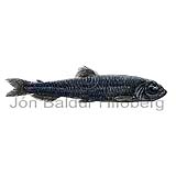 Deep-sea Smelt - Bathylagus bericoides - otherfish - Osmeriformes