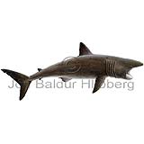 Basking Shark - Cetorhinus maximus - Sharks - Lamniformes