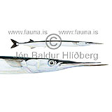 Hornfiskur - Belone belone - adrirfiskar - Trýnisfiskar