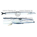Daggertooth - Anotopterus pharao - otherfish - Aulopiformes