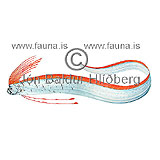 Oar Fish - Regalecus glesne - otherfish - Lampriformes